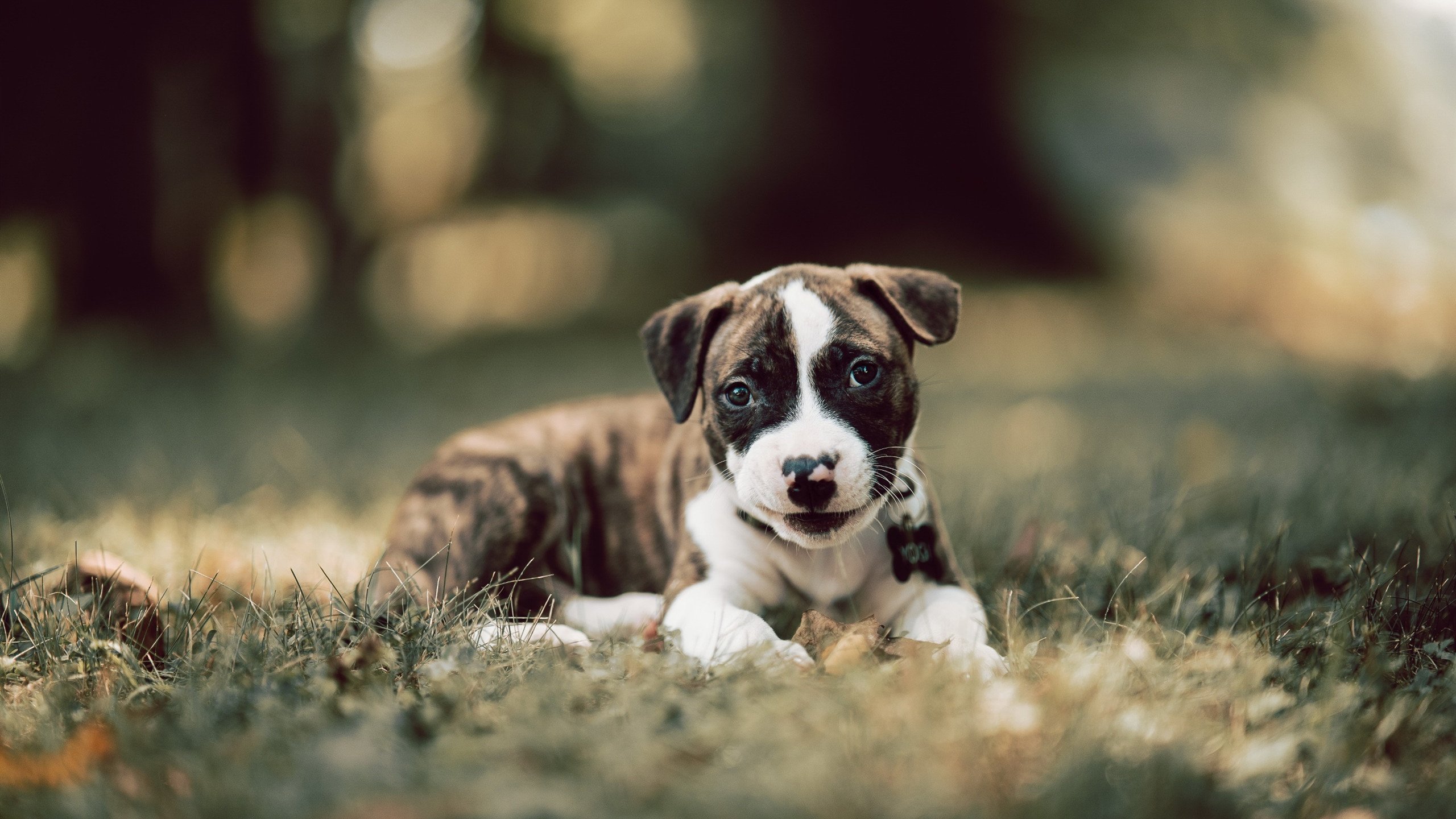 Kaiyun官方登录入口-国家队技战术创新为何难以实现，国家队技战术创新为何难以实现呢