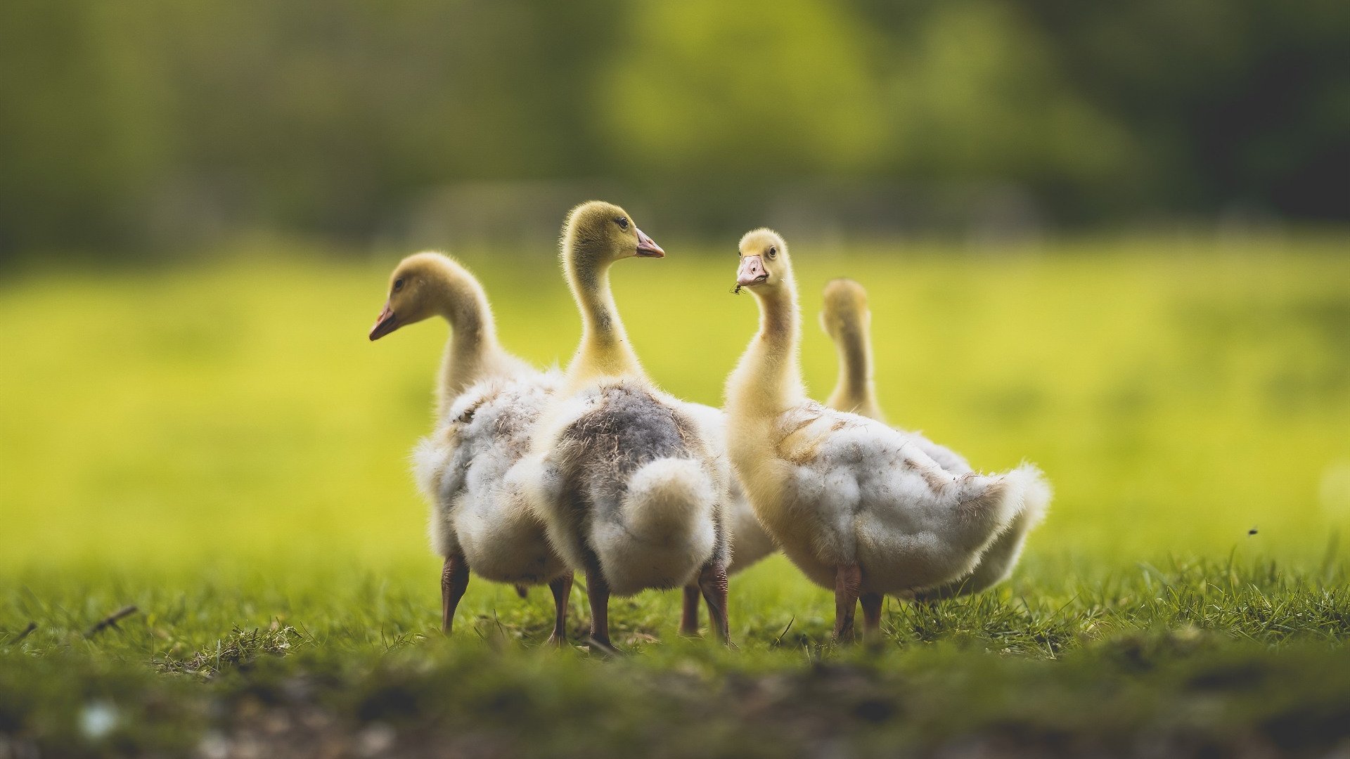 掩护战术中防守节奏破坏点的识别方法，掩护战术中防守节奏破坏点的识别方法是