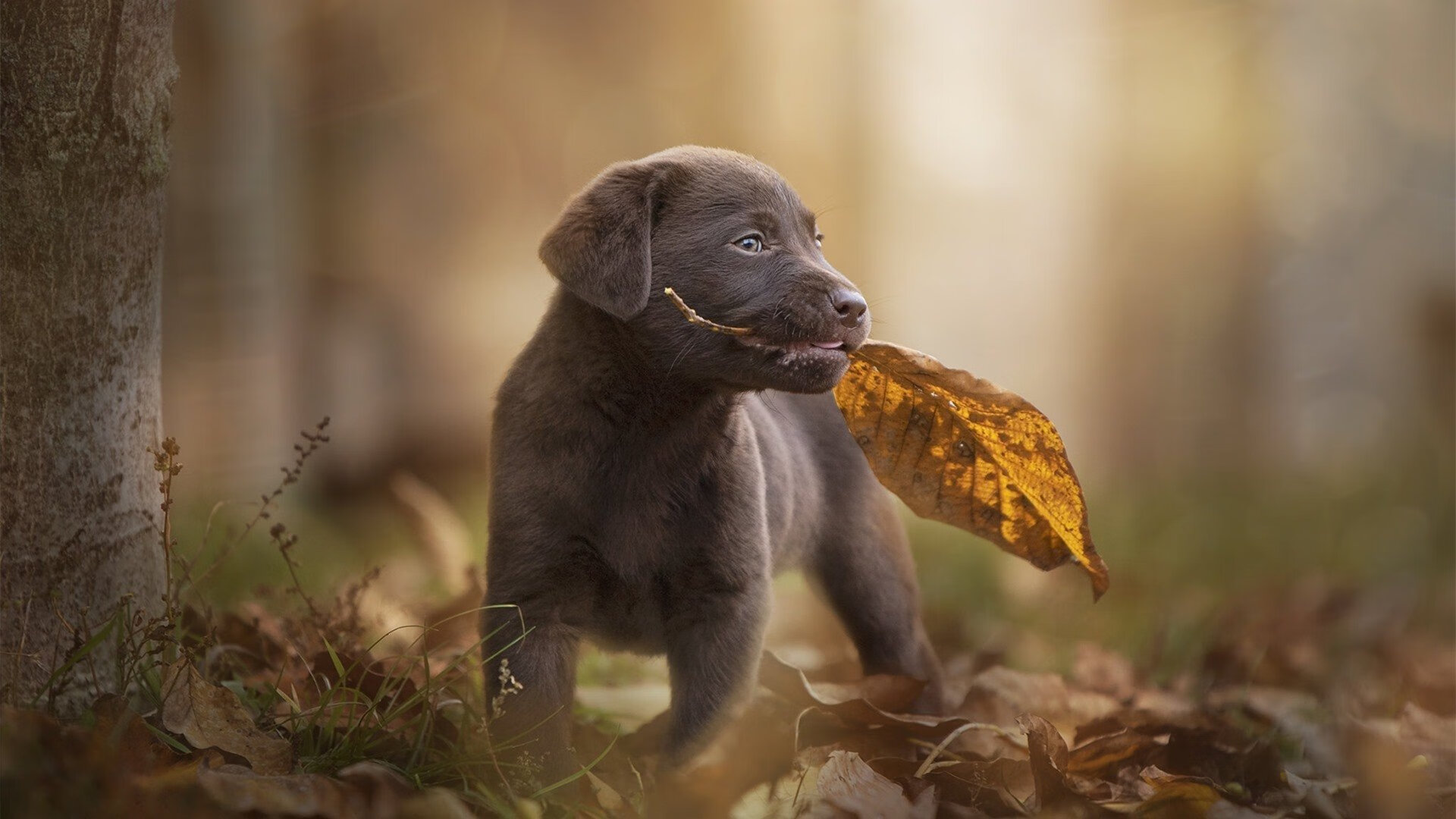 开云网页版登录入口-“诺克·达维德·彼得森：南非羚羊队的未来领军人物”