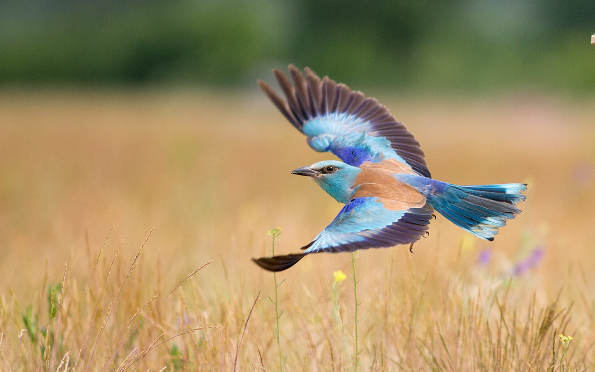 kaiyun官方入口登录-“费尔南多·比亚尔巴的球技创新，带领阿根廷美洲狮队冲击世界冠军”