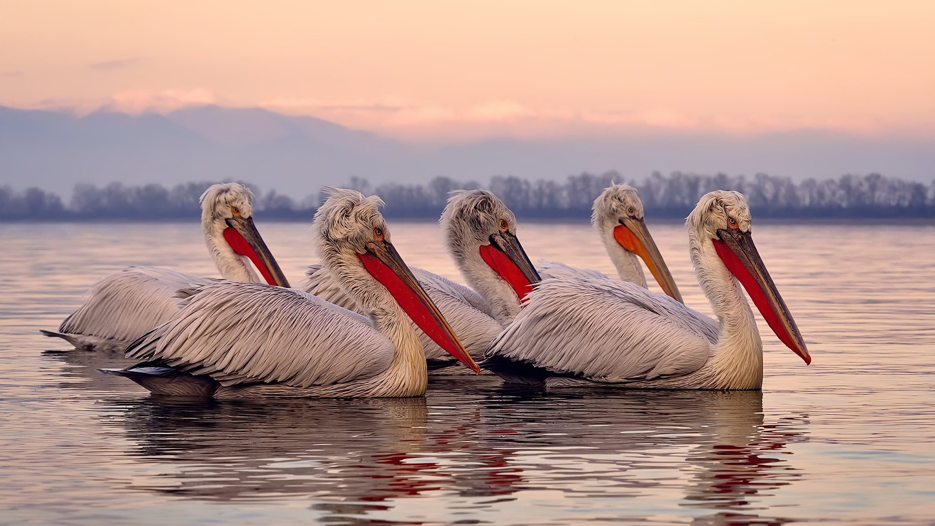 南非羚羊队：通过精准的战术布局，他们在比赛中屡屡创造突破，南非羚羊图片