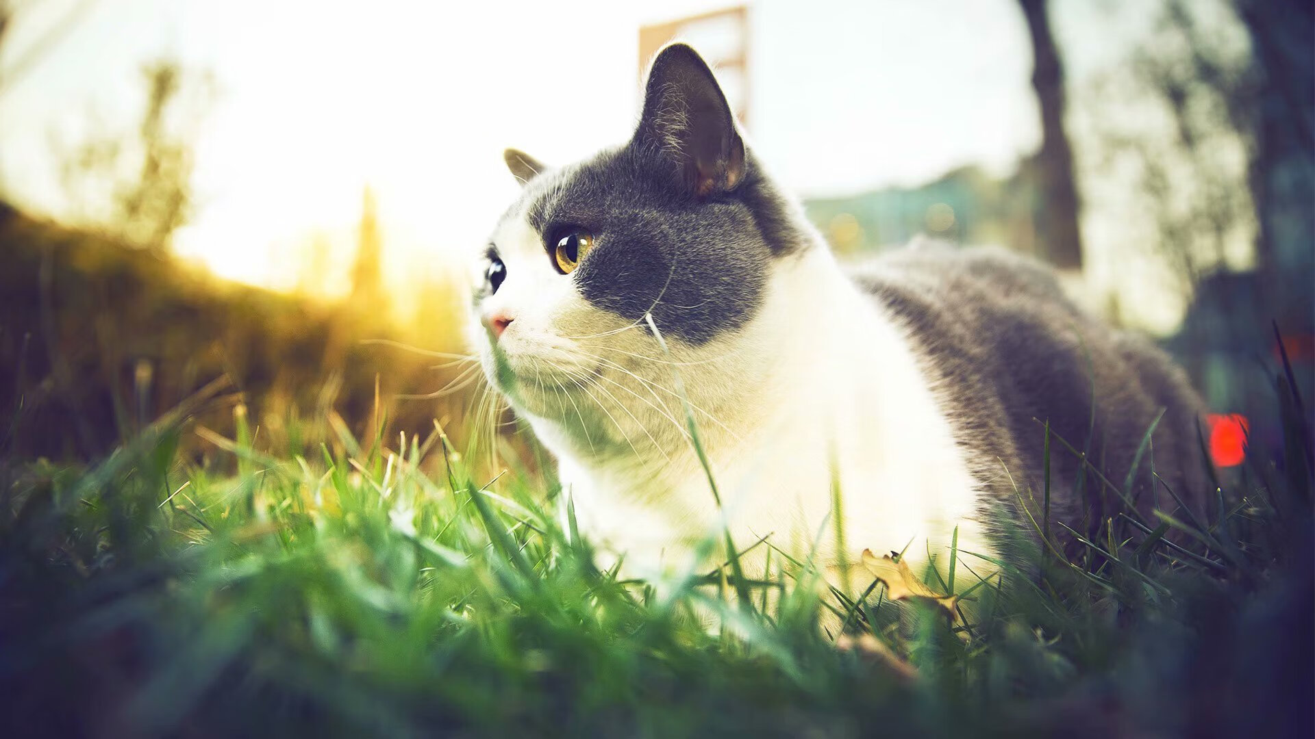 开云官网-美洲杯壮观场面：明星演绎历史瞬间，美洲杯经典