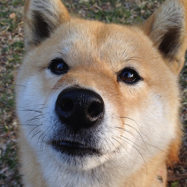 莫伊：凭借强悍的身体对抗和scrum控制力，成为全黑队的一大亮点，莫伊游戏